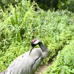 Galeria - Imagem 15 da Visita ao Parque Biol�gico de Gaia