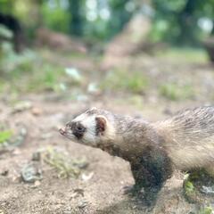 Galeria - Imagem 7 da Visita ao Parque Biol�gico de Gaia