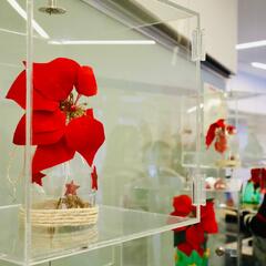 Galeria - Imagem 7 da Decorámos a loja da Indaqua Senhora da Hora com o tema de Natal